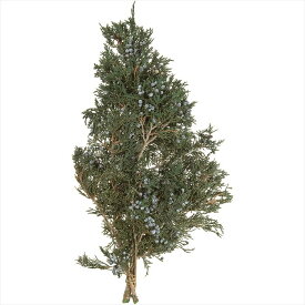 【グリーン　リーフ　実もの　枝もの　グリーン】　マウンテンジュニパー　グリーン do002040-700 0【東京堂】