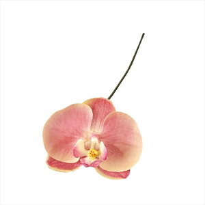 yA[eBtBVt[@ԁ@t[iA[eBtBVjz@A~[t@m@6@@PCDPK fw090184-006 Ӓ@t@myz