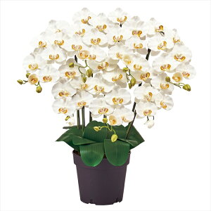 yAWgiLbgEZbg܂ށj@G}Hz@AXsAI[Lbh@7{@1@N[zCg zv006200-001 G}Hyz