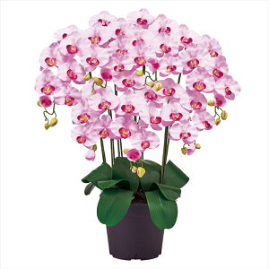 yAWgiLbgEZbg܂ށj@G}Hz@AXsAI[Lbh@7{@50@x_[ zv006200-050 G}Hyz