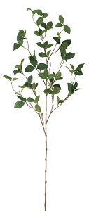 �����N�X���������[�t�@ �@viva-veg-5552���ԁ@�A�[�e�B�t�B�V�����O���[���yviva�z