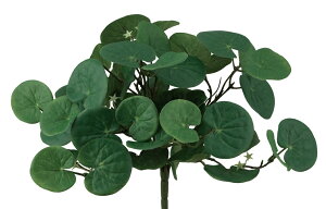 yy~AubV@ @viva-veg-5639ԁ@A[eBtBVO[yvivaz