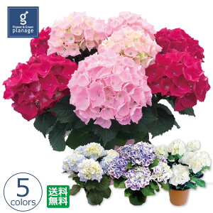アジサイ 白 生花の人気商品 通販 価格比較 価格 Com