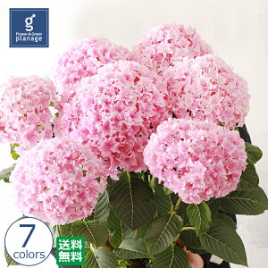 アジサイ 鉢植え 5号 生花の人気商品 通販 価格比較 価格 Com