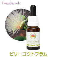 ビリーゴウトプラム《オーストラリアンブッシュ フラワーエッセンス》15ml【メール便対象】[シングルエッ…