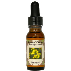 }X^[hsp[Iut[q[OGbZXt15mly[֑Ώہz[AhoXVO/t[GbZX/KAi/AJ]