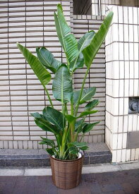 楽天市場 観葉植物 熱帯植物の通販