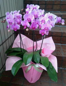 ~jӒ(sNF)yӒ t@mvVX zyt  JE^[ db X zyj  JX J a ސE ފ LOzyVhlJ ԉVbN yV