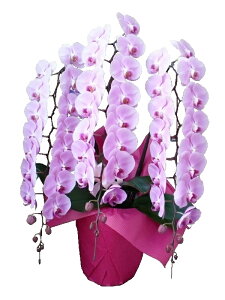 ӒsN3{OyӒ t@mvVXzyĵ  Mtg v[gzyJX J   y X   a ސE ފ AC ړ]zyVhlJ ԉV