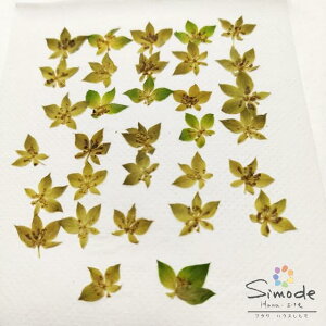 yAiEAEgbgzԁ@uv[Ԃ̂݁@30iF|53jԊz⃌WANZT[ȂǃnhChfނƂĐlCł˂Ŏ肵Ă܂BYï