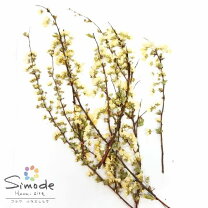 楽天市場】ユキヤナギ 押し花の通販