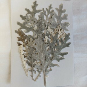 V^GMN10yeA낽AV^GezyˁzyR쑐̉ԁzyԃpbNzyԑfށzyzyLbgz