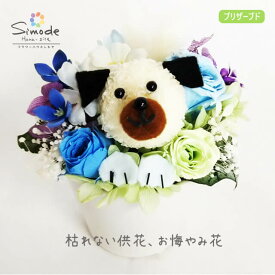 楽天市場 花材 ピンポンマム 形態 フラワーアレンジメント 動物 キャラクター フラワーアレンジメント 花 観葉植物 花 ガーデン Diyの通販