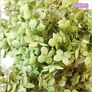 �L�����h���̑f�ނɁI�h���C�t�����[�@�A�i�x���O���[���i�~�j�A�W�T�C�j��5�O����