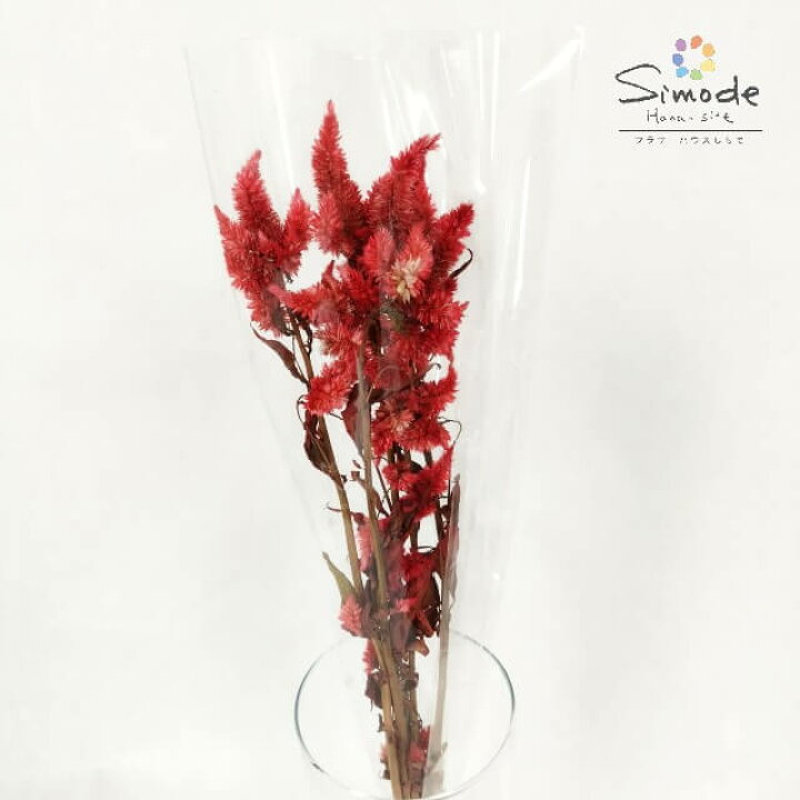 楽天市場 新作 着色ドライフラワー 素材ケイトウ 染赤 約3本材料 手作り ハンドメイド スワッグ ネイル サシェ ワックス 雑貨 インテリア レジン ハーバリウム フラワーキャンドル リース フラワーハウスしもで
