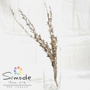 ワックス フラワーの人気商品 通販 価格比較 価格 Com