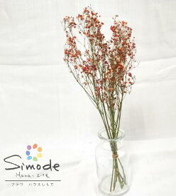 楽天市場 ドライフラワー 種類 植物 カスミソウ 形態 フラワーアレンジメント リース 花 観葉植物 花 ガーデン Diy の通販