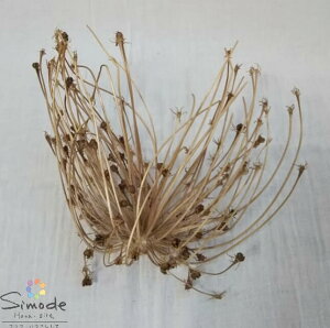 hCt[ fރAAVxeB@20Z`@1փi` CeA  ޗ K[h TVF bNX u[P W ANZT[ G CeA nhCh DIY 