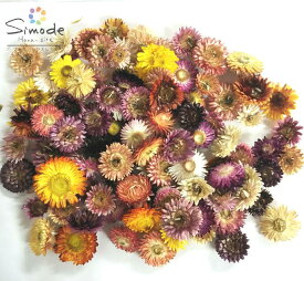 楽天市場 ドライフラワー 種類 植物 キク 形態 フラワーアレンジメント リース 花 観葉植物 花 ガーデン Diy の通販