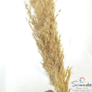 �y�h���C�t�����[�z�p���p�X�O���X�h���C(���C�G���[)1�{�� �O���[�� �f�B�X�v���C ���[�X �X���b�O �V�b�N �i�`�������f�� �C���e���A �ԍ� �f��