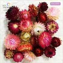 楽天市場】ヘリクリサム ピンクの通販