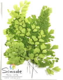 〈S-924〉アジアンタムミックス　5本【飛騨】【山野草】【押し花パック】【押し花素材】【手作り】【キット】