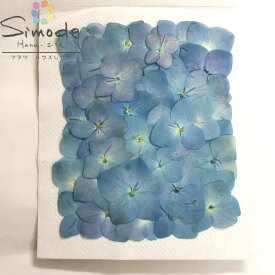 楽天市場 あじさい 押し花 青の通販