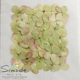 楽天市場 あじさい 押し花の通販 楽天市場 あじさい 押し花の通販