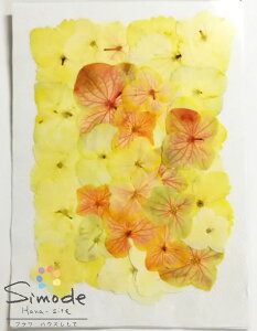 【S-925】押し花 アジサイ 黄 大サイズ 30枚入 花材 押し花素材 押し花額 手作り ハンドメイド シック ハーバリウム レジン フラワー キャンドル アロマ ワックス サシェ 材料 スマホケース