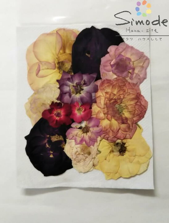 楽天市場 S 945 押し花 バラおまかせミックス10枚入り押し花額やレジンアクセサリー制作などハンドメイド素材として人気です飛騨で手作りしています 国産品の安心品質です 色は画像と異なる場合がございます フラワーハウスしもで