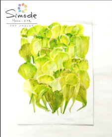 楽天市場 カーネーション 押し花用アクセサリー 花 観葉植物用品 花 観葉植物 花 ガーデン Diyの通販