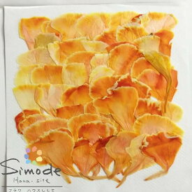 楽天市場 カーネーション 手作りキット 押し花用アクセサリー 花 観葉植物用品 花 観葉植物 花 ガーデン Diyの通販 楽天市場 カーネーション 手作りキット 押し花用アクセサリー 花 観葉植物用品 花 観葉植物 花 ガーデン Diyの通販
