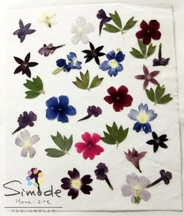 楽天市場 S 971 押し花 小花ミックスバーベナ ボロニア ランタナ ヤハズソウ 計30枚花材 押し花素材 押し花額 ミックス レジン フラワー キャンドル アロマ ワックス サシェ 材料 ウェルカムボード ブライダル ウェディング フラワーハウスしもで