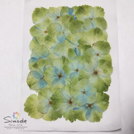 楽天市場 押し花 緑の通販