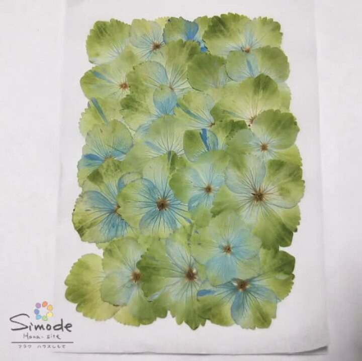 楽天市場 S 1012 押し花 アジサイ 緑絞り青 23枚入 花材 押し花素材 押し花額 手作り ハンドメイド シック ハーバリウム レジン フラワー キャンドル アロマ ワックス サシェ 材料 スマホケース ブライダル フラワーハウスしもで