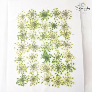 yS-1022zԁ@F[Xt[O[@35˂̂ԉ񂪎肵܂BSS̍YiłB