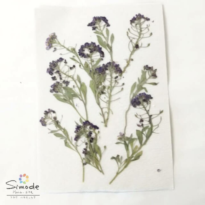 楽天市場 S 1041 押し花 アリッサム紫 茎付き1０本飛騨のお花屋さんが手作りしました 安全安心の国産品質です フラワーハウスしもで