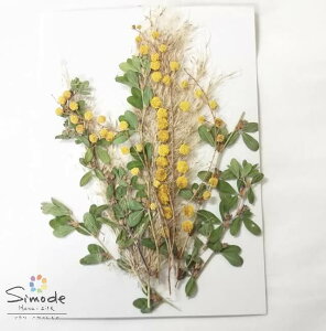 yS-1045z ppXƃ~U@10{ nhCh W f FԂƂĂ~Ủ