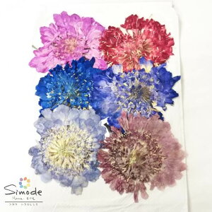 yS-1047z fޒFXJrIT@ 6ԍ ԑf Ԋz  EFJ{[h lC sAX nhCh n[oE W t[ Lh A} bNX TV