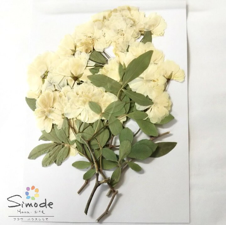 楽天市場 S 1049 押し花 モッコウバラ 白 5本押し花額やレジンアクセサリー制作などハンドメイド素材として人気です飛騨で手作りしています 国産品の安心品質です フラワーハウスしもで