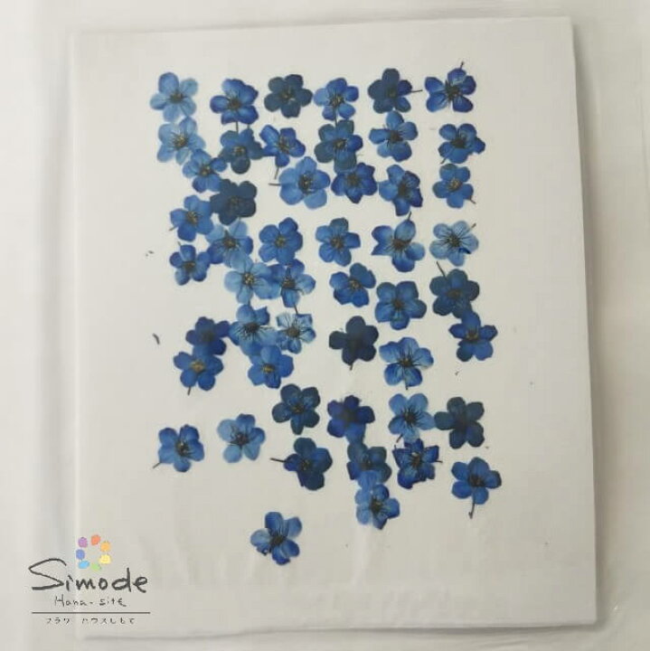 楽天市場 S 1056 押し花 着色コデマリ 青 50枚 手作りのお花屋さん 花材 押し花素材 押し花額 ハンドメイド ハーバリウム レジン 材料 押し花アート 押し花ネイル 押し花セット 上質 素材 押し花素材 押し花パック 押し花キット 小花 着色 レジン Uv フラワー