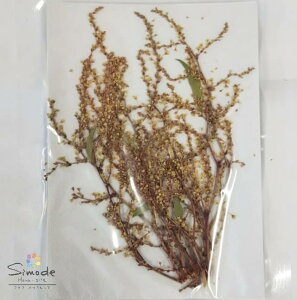 yS-526zC^hij5{Ԋz⃌WANZT[ȂǃnhChfނƂĐlCł˂Ŏ肵Ă܂BYïSiłI