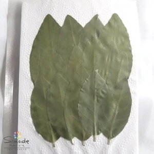 yS-1099zԁ@VAI[u russian olive15Ԋz⃌WANZT[ȂǃnhChfނƂĐlCł˂Ŏ肵Ă܂BYïSiłI