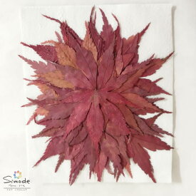 （S-1110） もみじ　赤　紅葉 モミジ　momiji　20枚【飛騨】【山野草の押し花】【押し花パック】【押し花素材】【手作り】【キット】