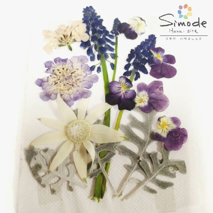 楽天市場】【S-1126】押し花 セット花フランネルフラワー・ビオラ 