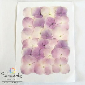 楽天市場 花材 アジサイ 押し花用アクセサリー 花 観葉植物用品 花 観葉植物 花 ガーデン Diyの通販