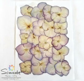 楽天市場 花材 アジサイ 押し花用アクセサリー 花 観葉植物用品 花 観葉植物 花 ガーデン Diyの通販