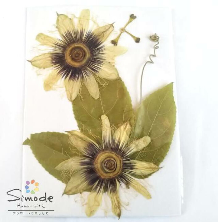 楽天市場 S 998 押し花 トケイソウ 時計草 とけいそう 白 葉付き ２輪 くすみ 変色あり 押し花 額やレジンアクセサリー制作などハンドメイド素材として人気です押し花素材 押し花パック飛騨で手作りしています 国産品の安心品質です フラワーハウスしもで