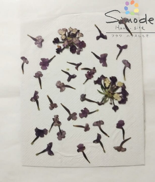 楽天市場 S 944 押し花 ランタナ 紫 花びら 2枚分押し花額やレジンアクセサリー スマホケース制作などハンドメイド素材として人気です飛騨で手作りしています 国産品の安心品質です フラワーハウスしもで