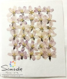 【F-38】押し花　アウトレット桜（さくら・サクラ）小30枚レジン、キャンドル、フォトフレームなどのハンドメイド・DIY素材に。飛騨のお花屋さんが手作りしました。安心安全の国産素材です。